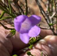 Image de Eremophila drummondii F. Muell.