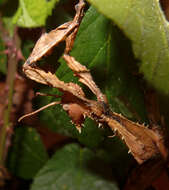 Image of giant stick insect