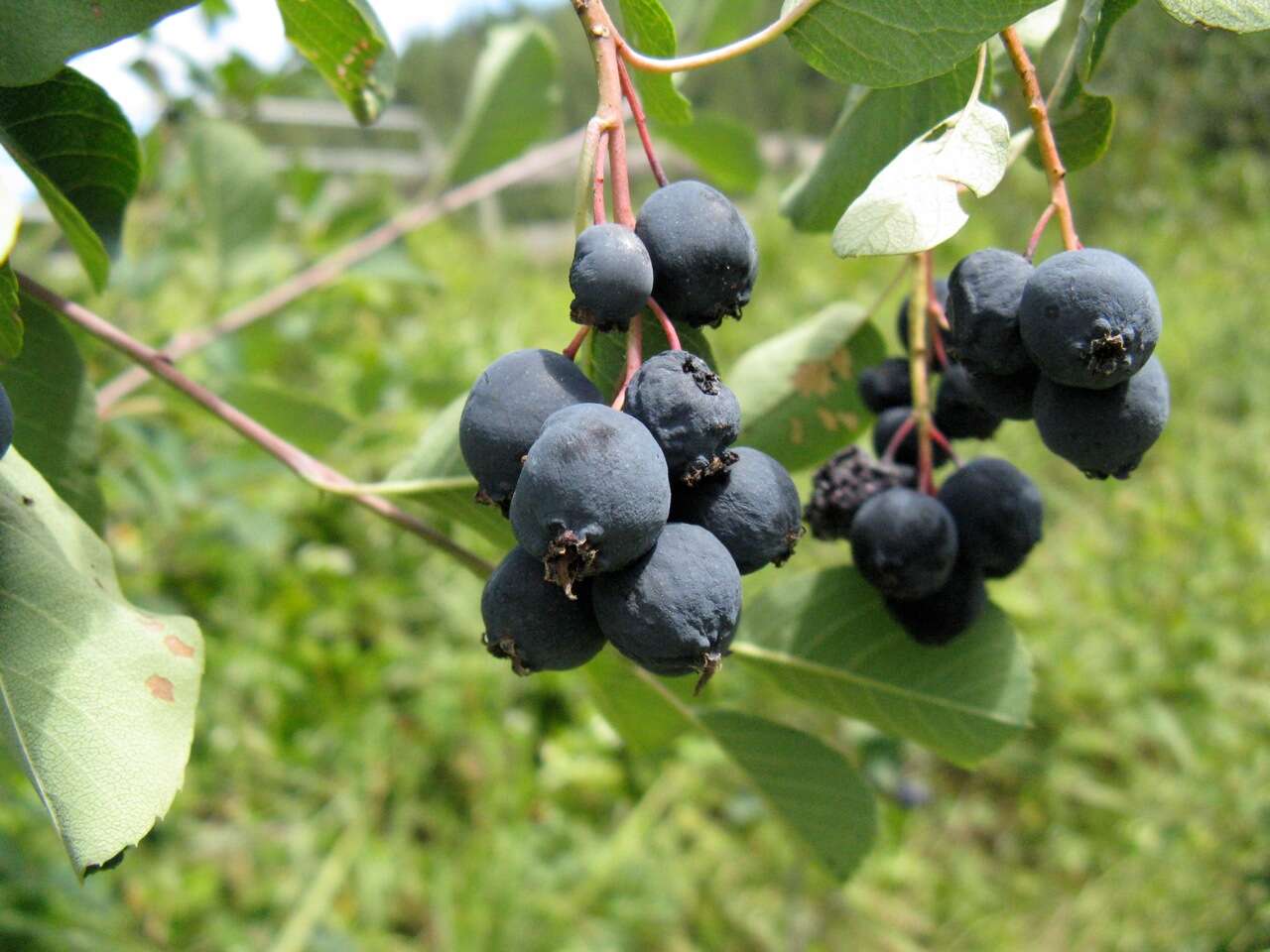 Слика од Amelanchier alnifolia (Nutt.) Nutt.