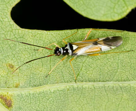 Cyllecoris resmi