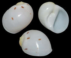 Image of Moon snail