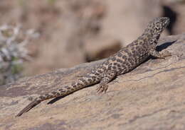 Image of Leopard Tree Iguana