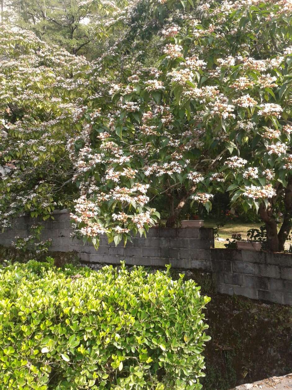 Imagem de Clerodendrum trichotomum Thunb.