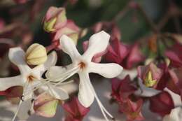 Imagem de Clerodendrum trichotomum Thunb.