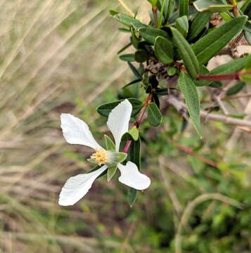 Image of fendlerbush