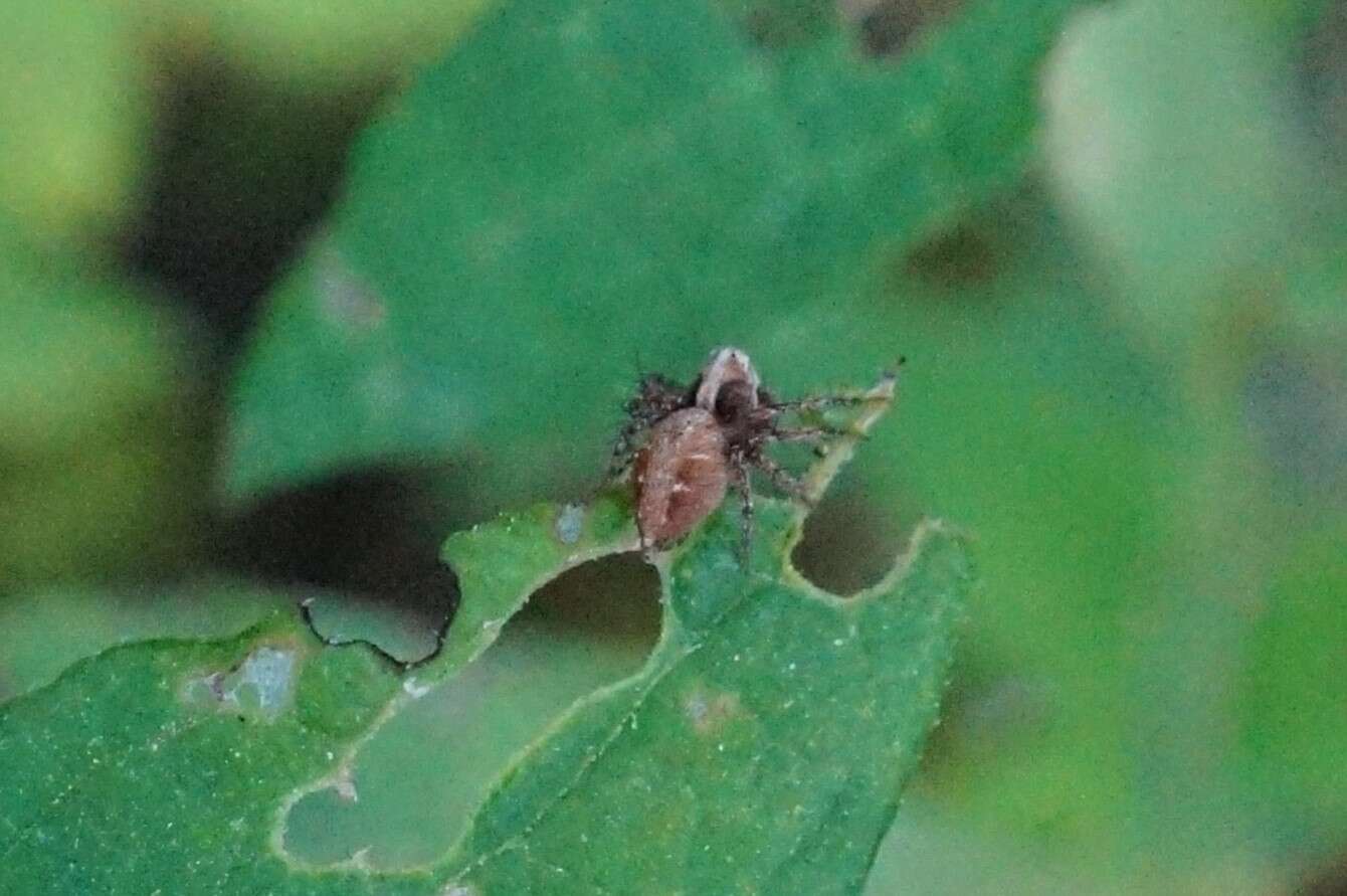 Image of Oxyopes licenti Schenkel 1953