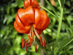 Image of Lilium pumilum Redouté