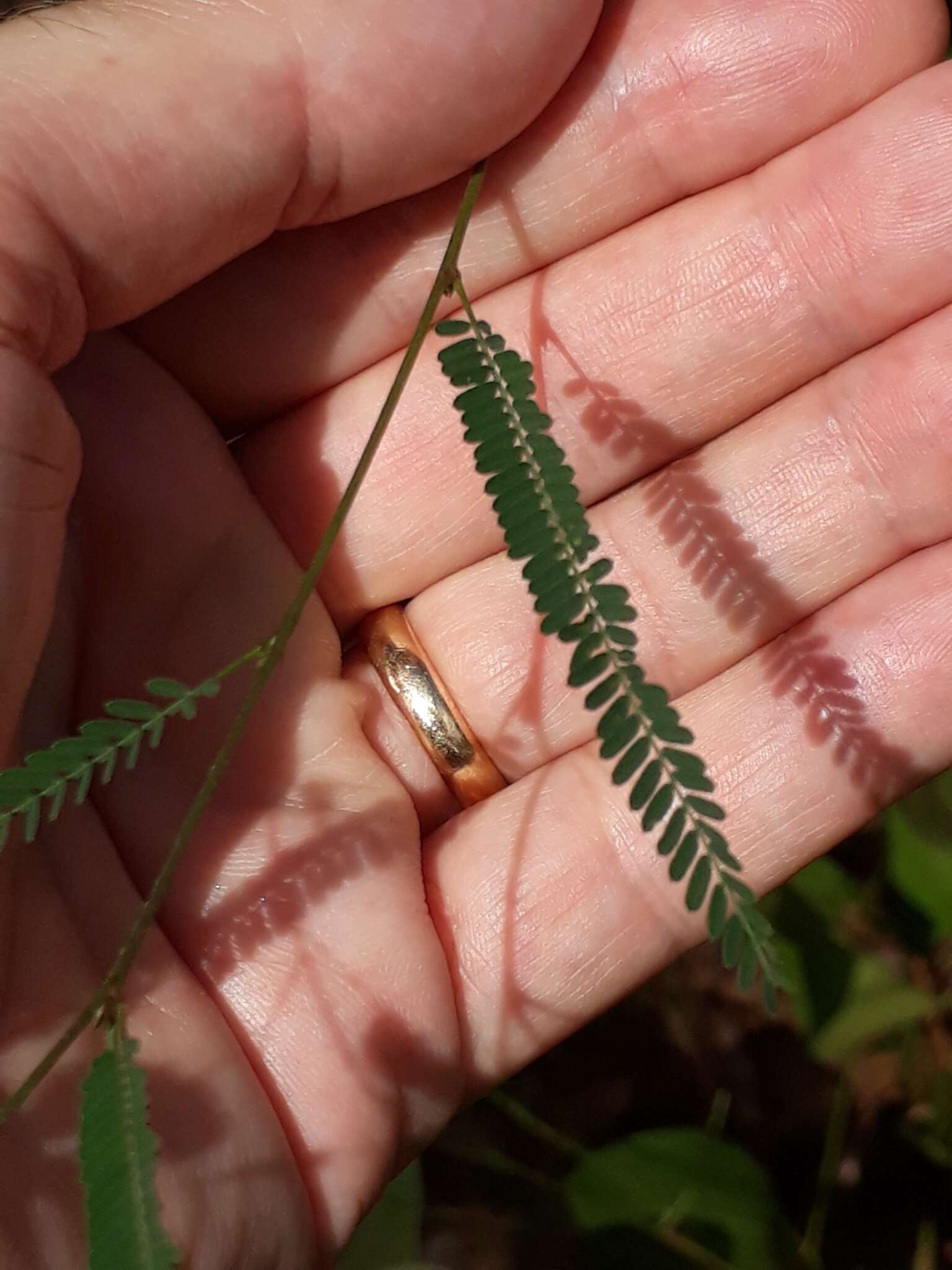 Image of pannicle jointvetch