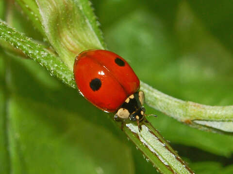 Image of twospotted lady beetle