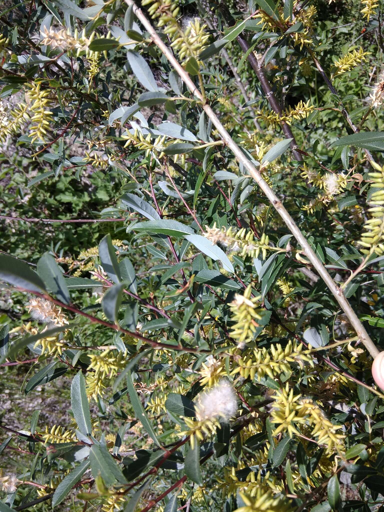 Imagem de Salix caspica Pallas