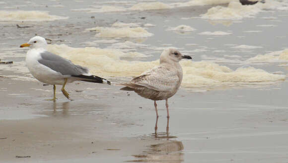 Image of Larus glaucoides thayeri Brooks & WS 1915