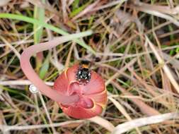 Image of Phidippus princeps pulcherrimus Keyserling 1885