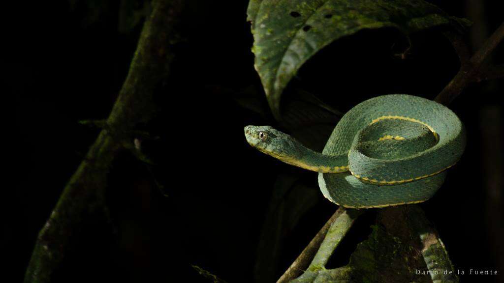 Image of Green Jararaca