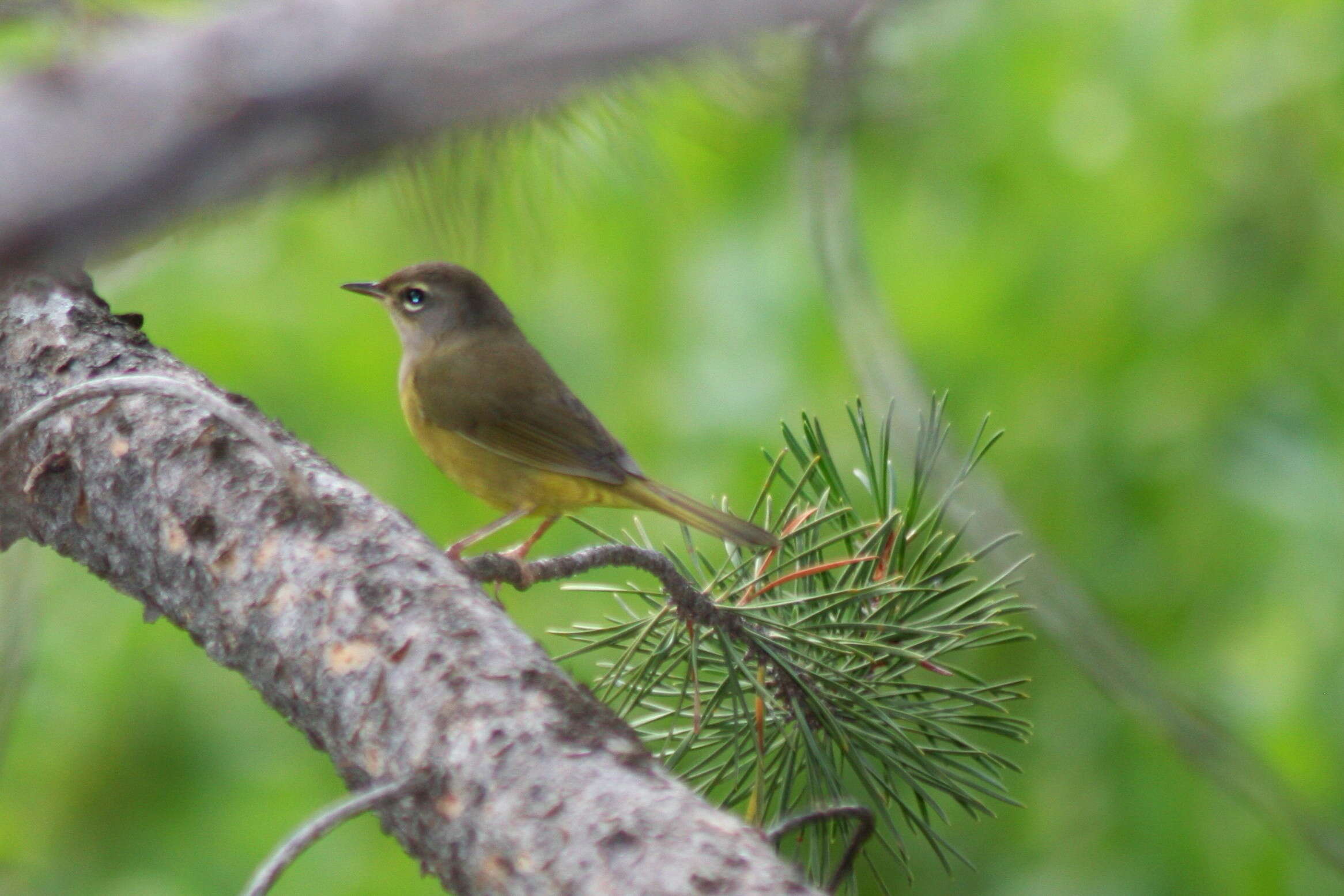 Geothlypis Cabanis 1847 resmi