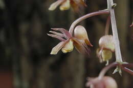 Catasetum roseoalbum (Hook.) Lindl.的圖片