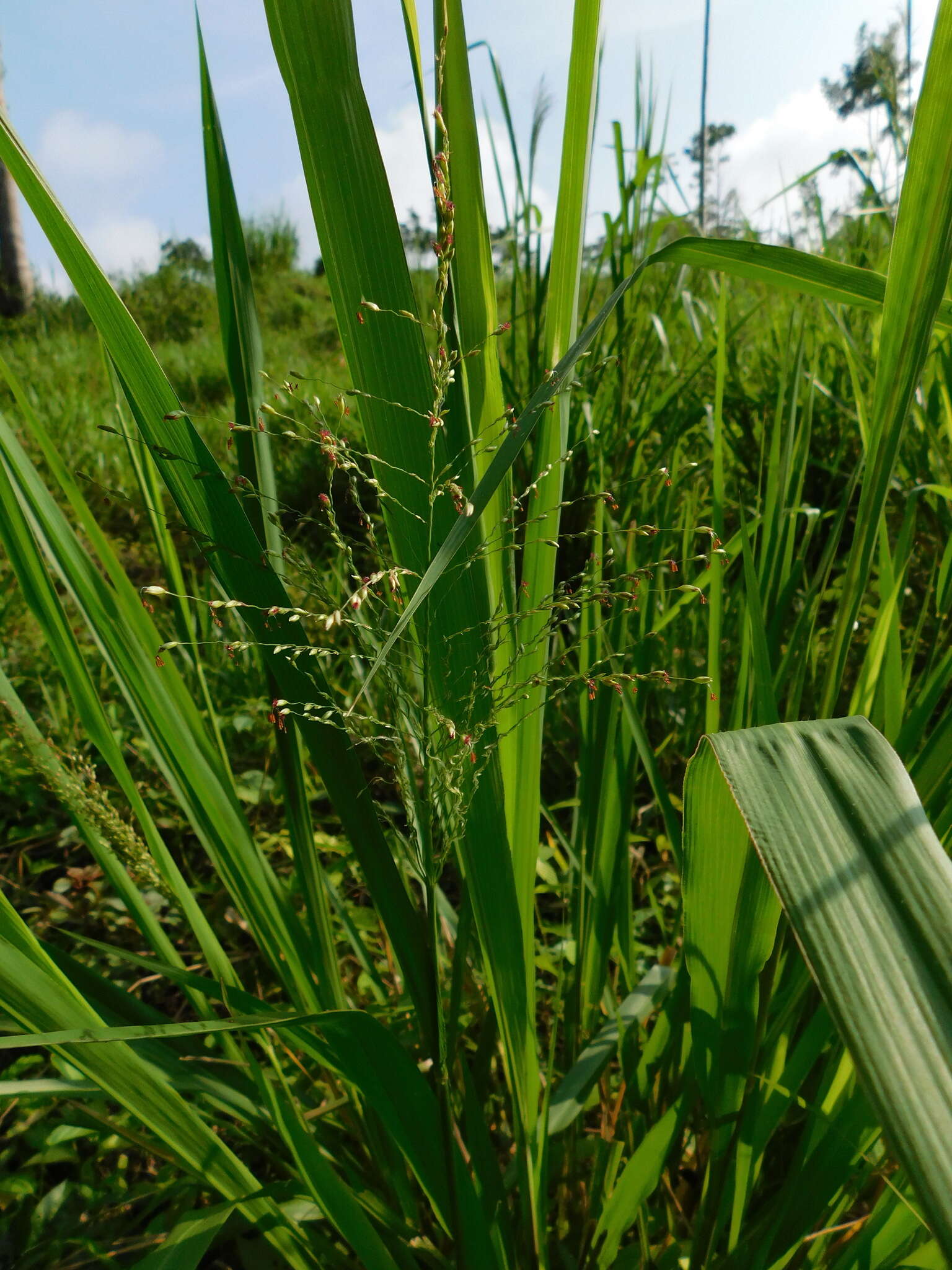 Image of kleingrass