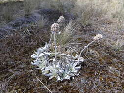 Image of Helichrysum arnicoides (Lam.) Cordem.