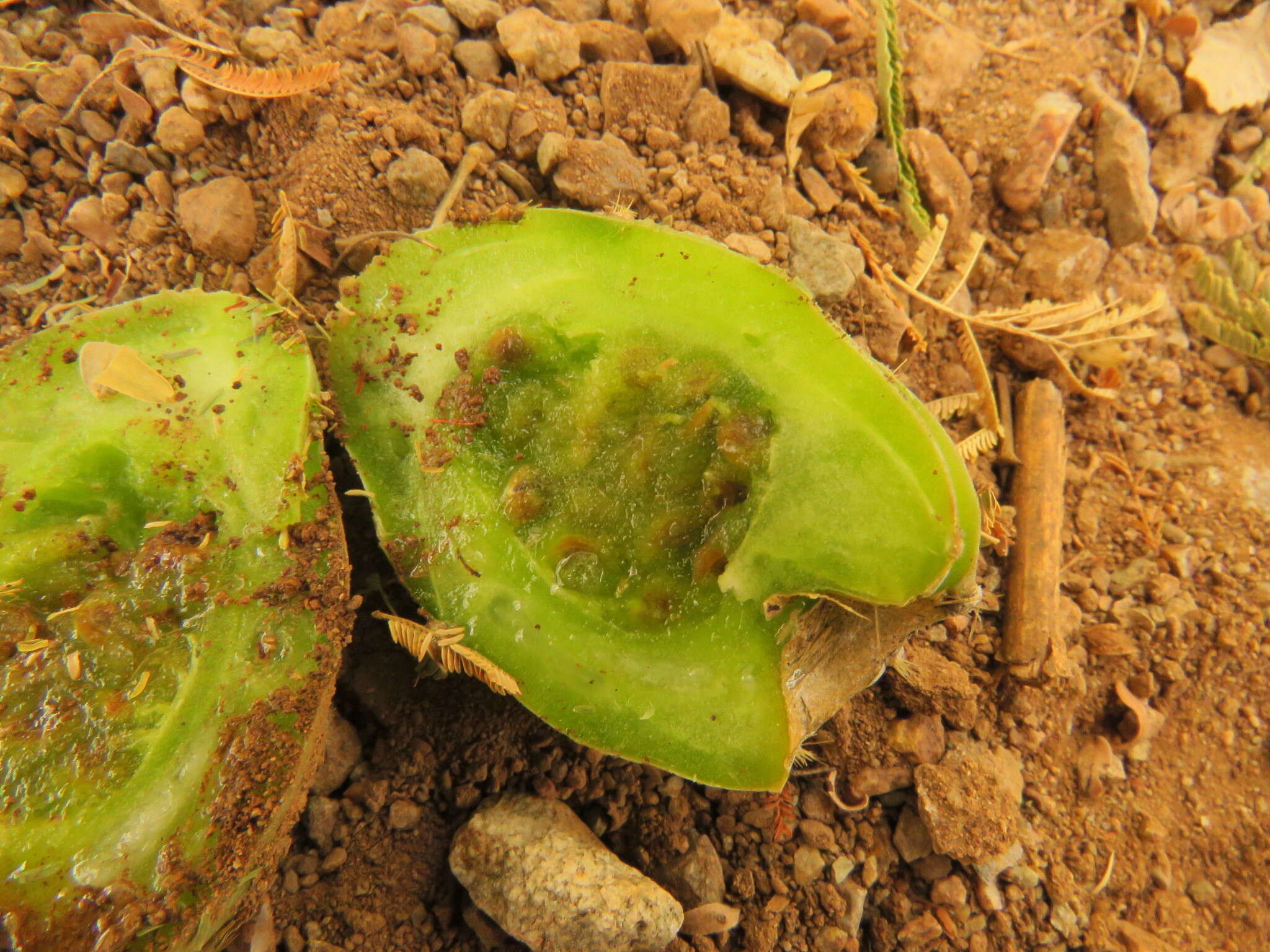 Sivun Opuntia tehuacana S. Arias & U. Guzmán kuva