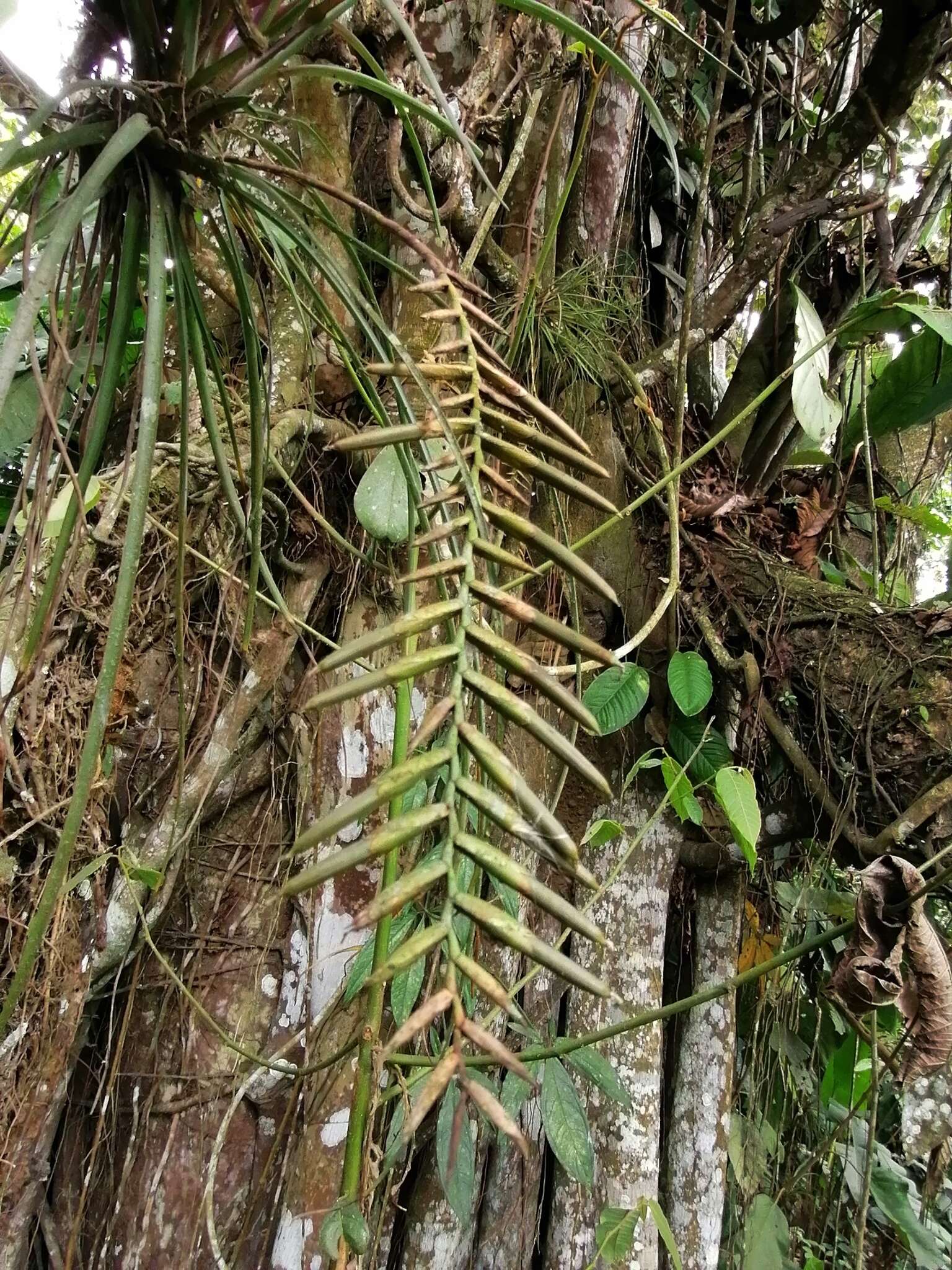 Image of Lemeltonia narthecioides (C. Presl) Barfuss & W. Till