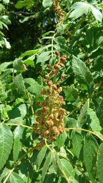 Image of Sicilian sumac