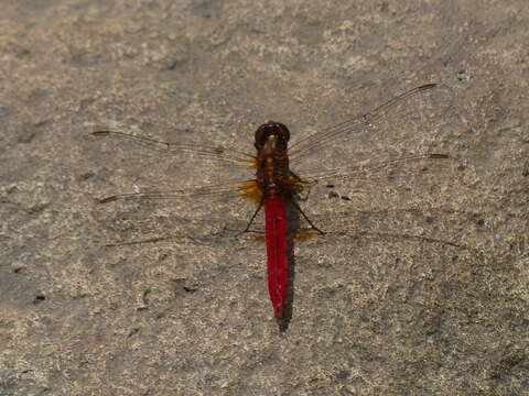 Слика од Rhodothemis lieftincki Fraser 1954