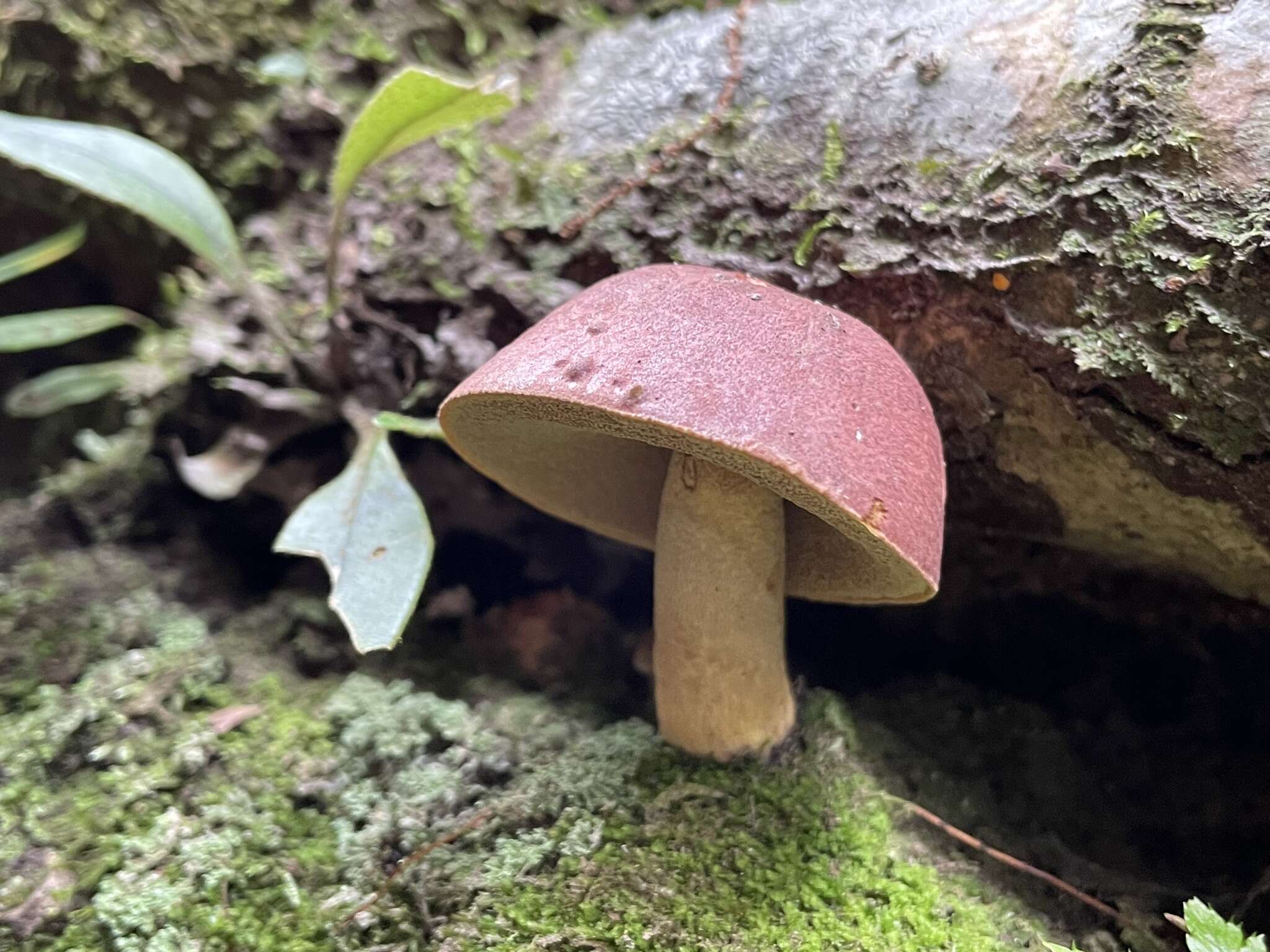 Sivun Boletus speciosus Frost 1874 kuva