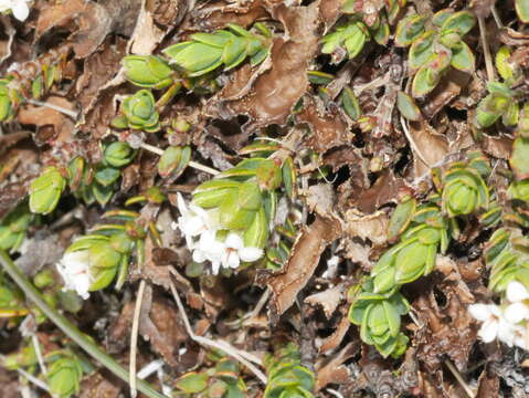 Image of Pimelea oreophila subsp. hetera C. J. Burrows