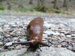 Image of Spanish slug