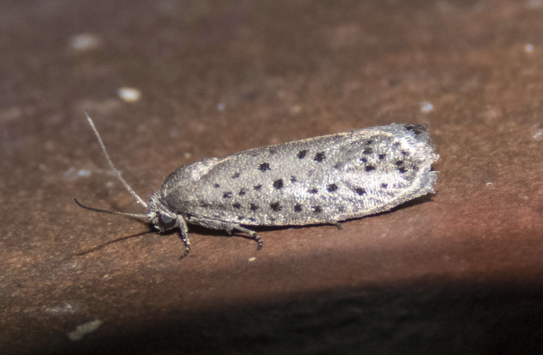 Image of Mimosa Webworm Moth