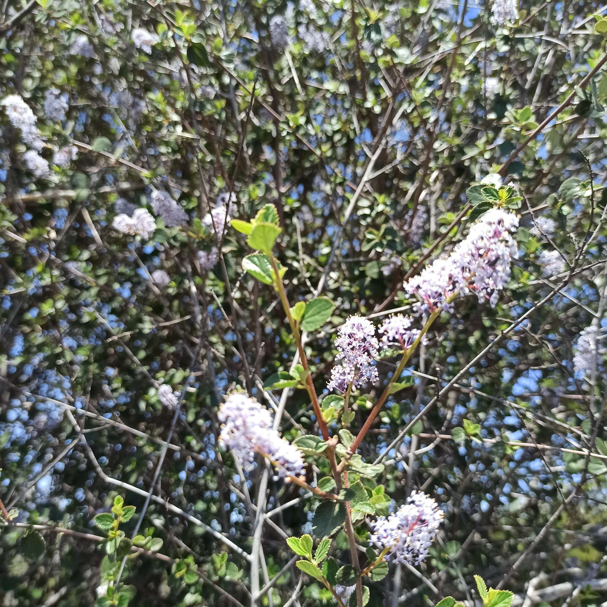 Image of woolyleaf ceanothus