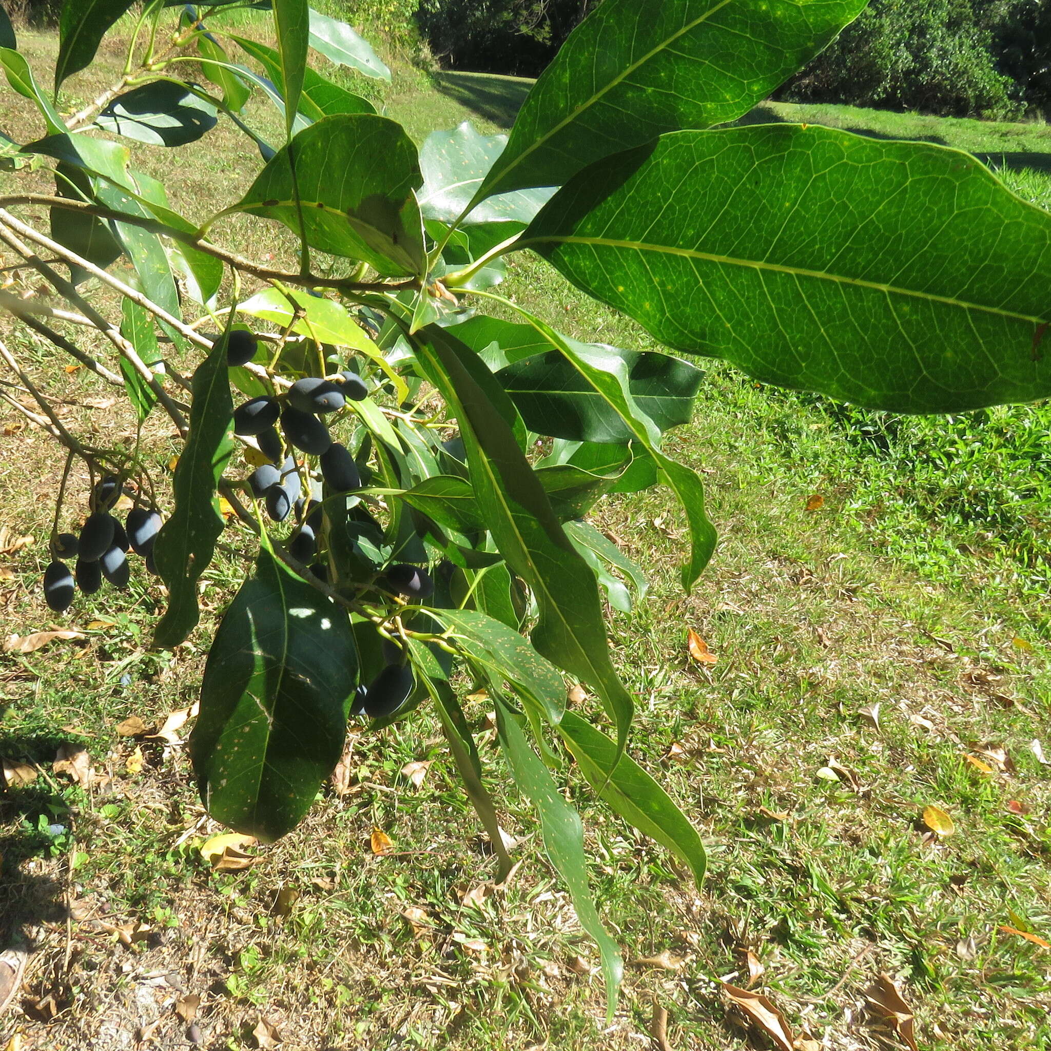 Image de Chionanthus ramiflorus Roxb.