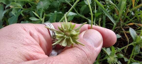 Image of Calendula suffruticosa Vahl