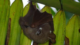 Image of Wahlberg's Epauletted Fruit Bat