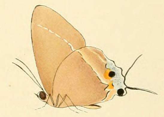 Imagem de Tajuria cyrillus (Hewitson (1865))