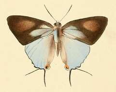 Imagem de Tajuria cyrillus (Hewitson (1865))