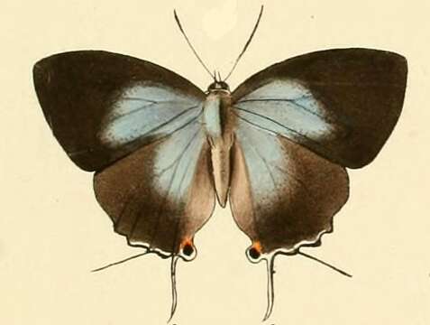 Image of Tajuria cyrillus (Hewitson (1865))