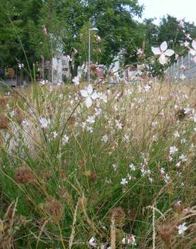 Image of Lindheimer's beeblossom