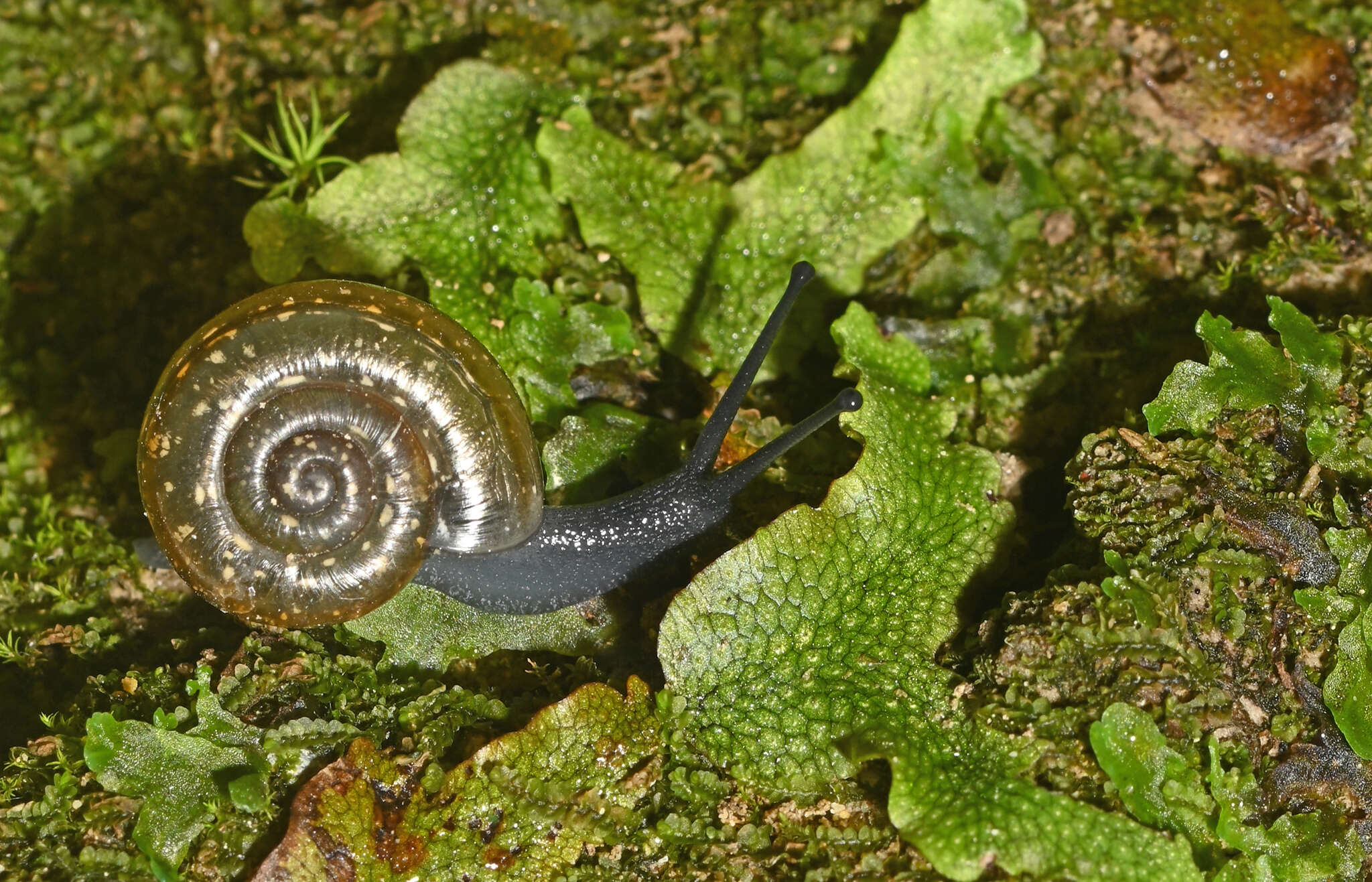 Image of Campylaea illyrica (Stabile 1864)