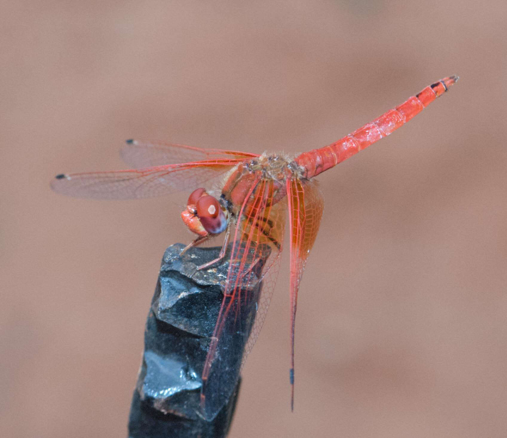 Image of <i>Trithemis kirbyi ardens</i> Gerstaecker 1891