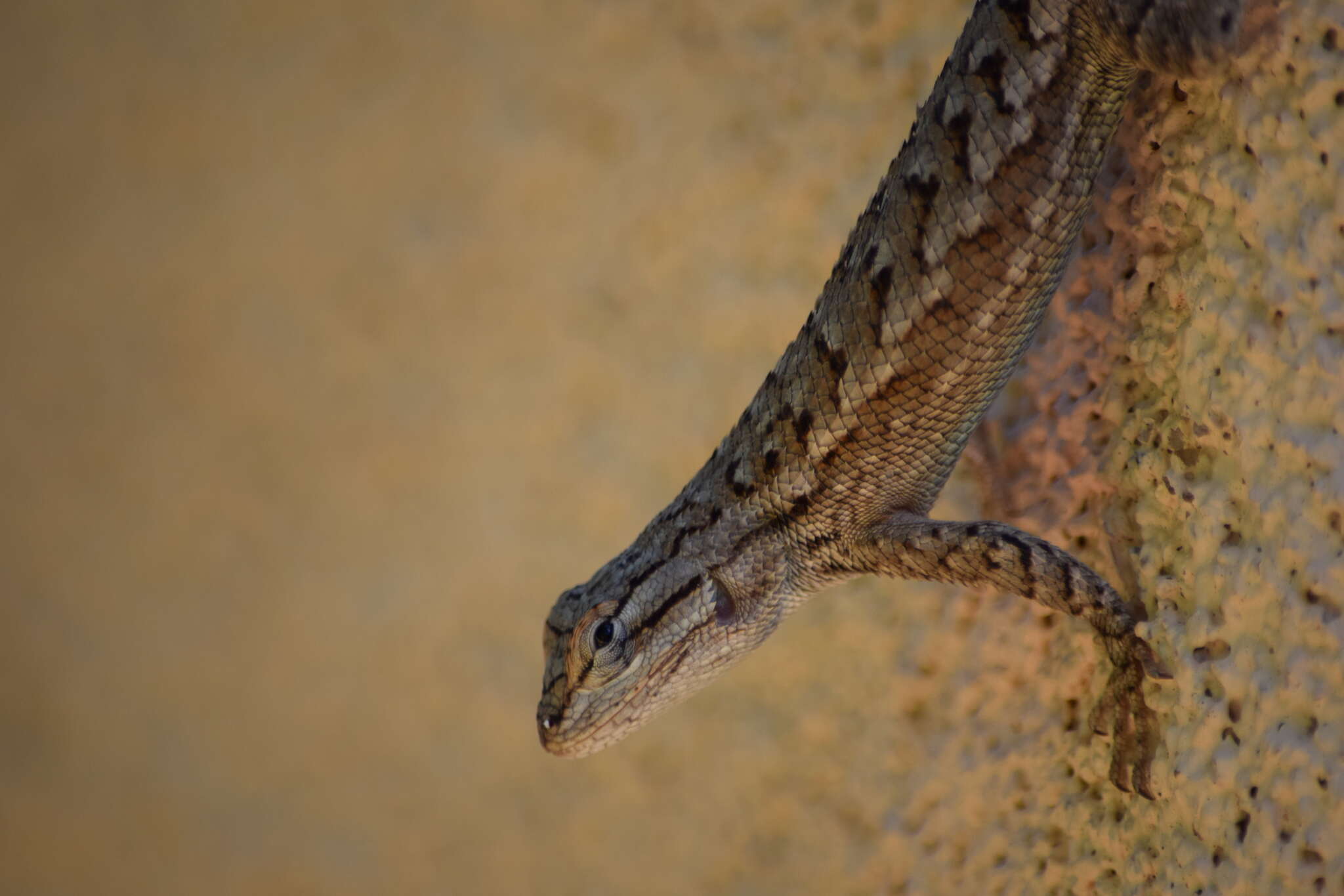 Image of Sceloporus tristichus Cope 1875