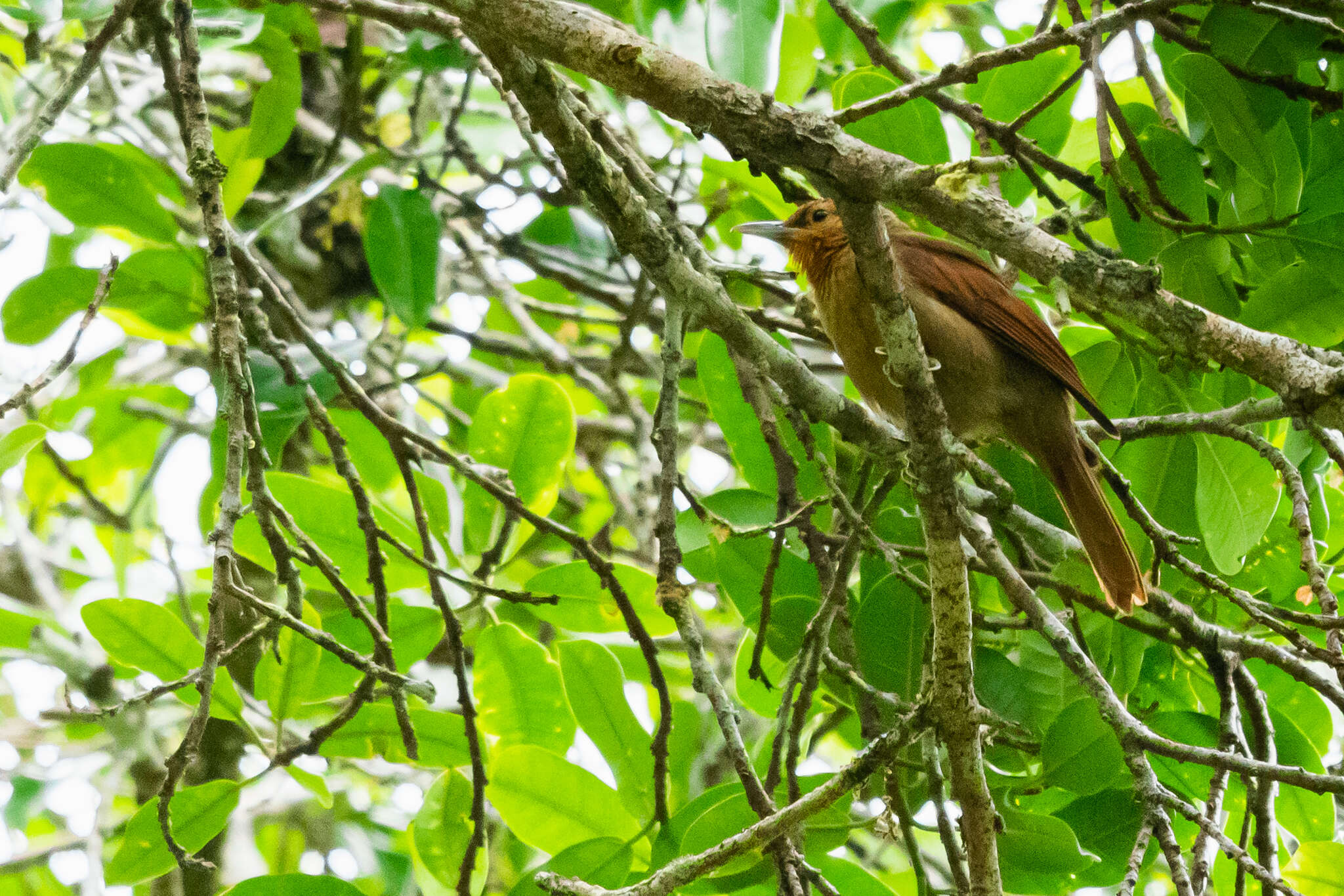 Image of Buff-fronted Foliage-gleaner