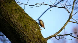 Image of Eurasian Nuthatch