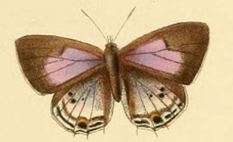 Image of Anthene sylvanus (Drury 1773)