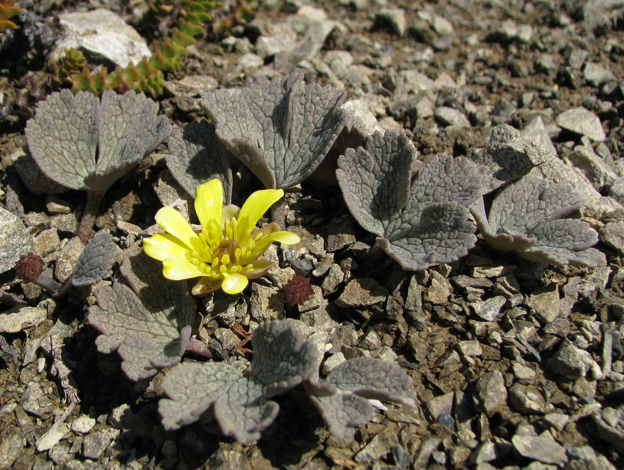 Image de Ranunculus crithmifolius Hook. fil.