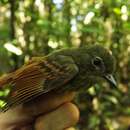 Image of Rufous-tailed Flatbill