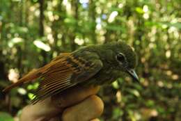 Image of Rufous-tailed Flatbill