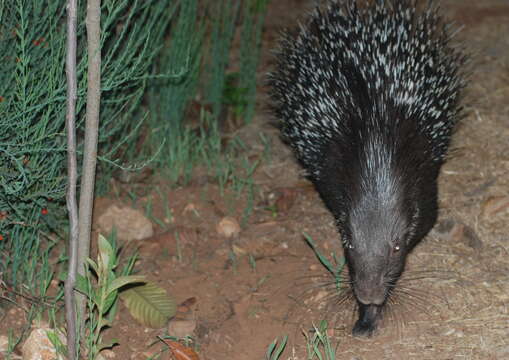 Image de Hystrix indica Kerr 1792