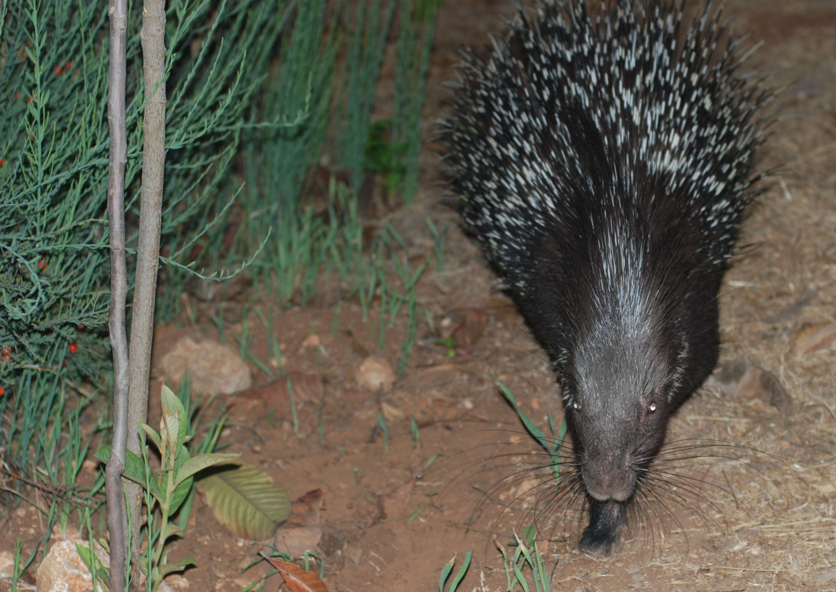 Image of Indian Crested Porcupine