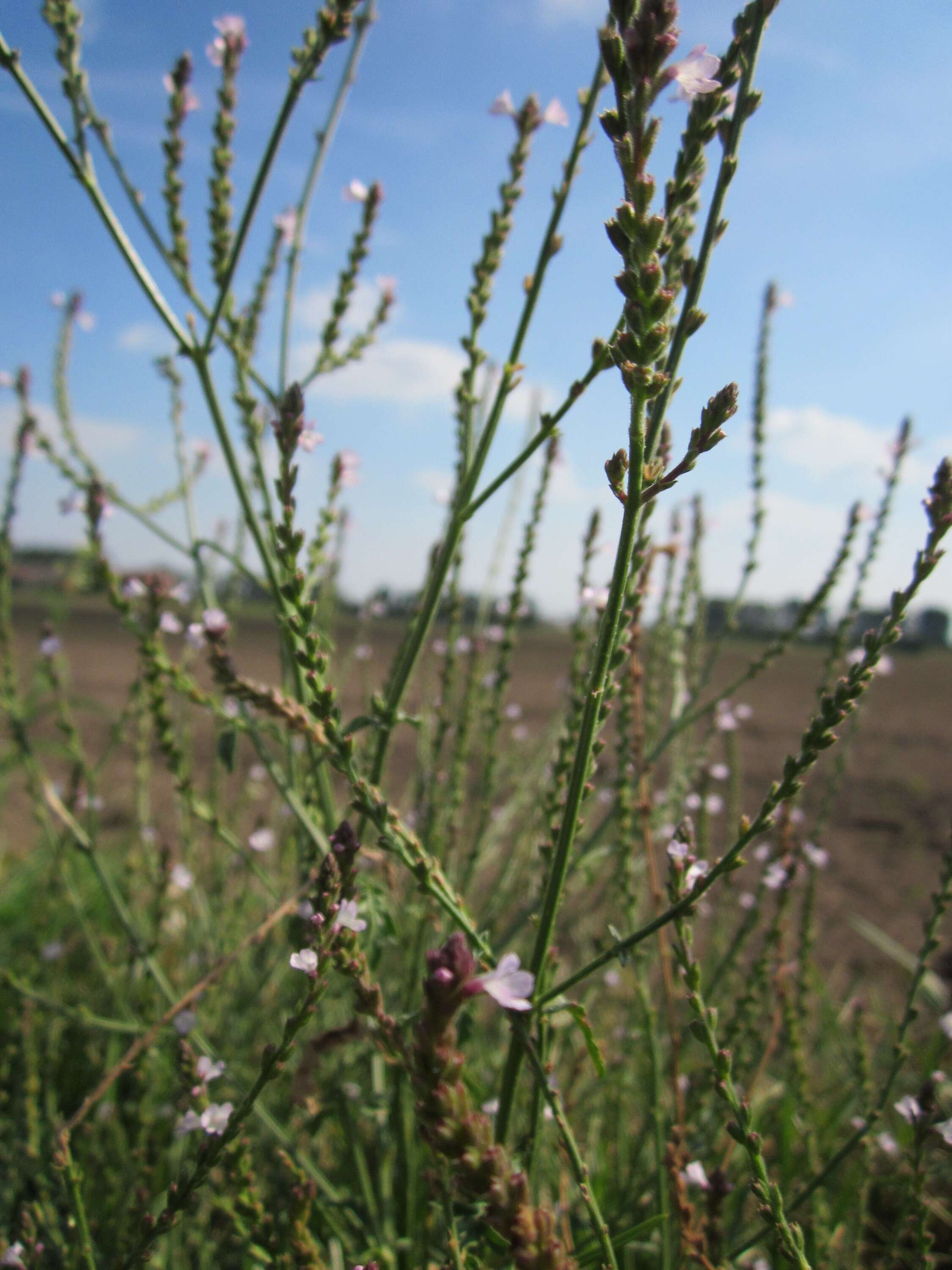 Image of herb of the cross