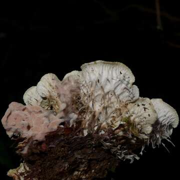 Image of felt lichen